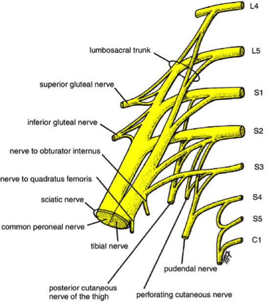 sciatic nerve diagram
