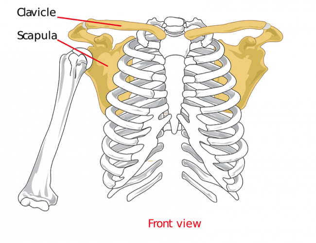 shoulder exercises for shoulder paid