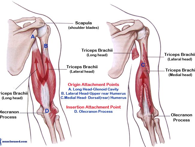 Tricep muscles