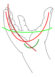 arches of the hands important for hand and wrist exercises