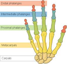 bones of the hand for wrist exercises