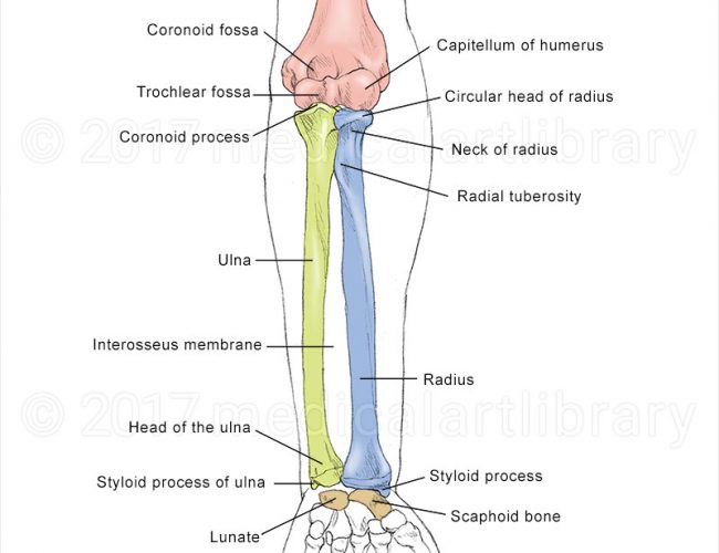 Bones of forearm related to wrist and hand exercises