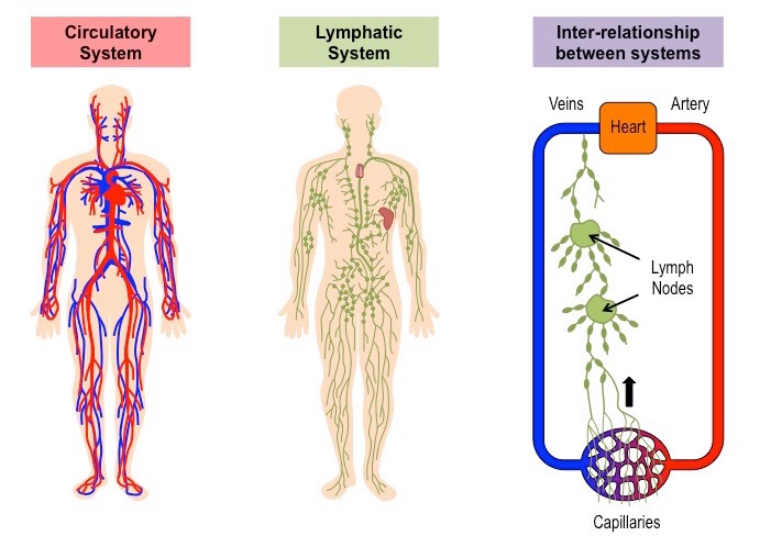 Lymphatic and circulatory systems 