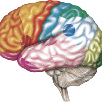 Introduction to Neuro Anatomy online ourse