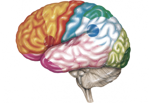 Introduction to Neuro Anatomy online ourse