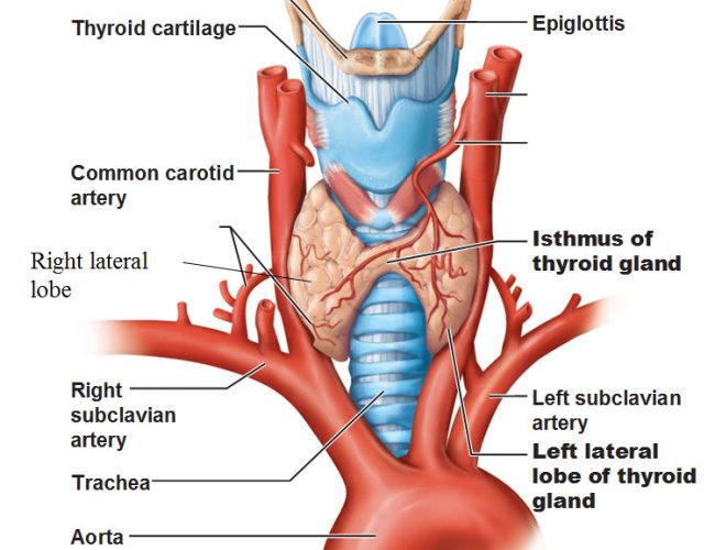 thyroid gland