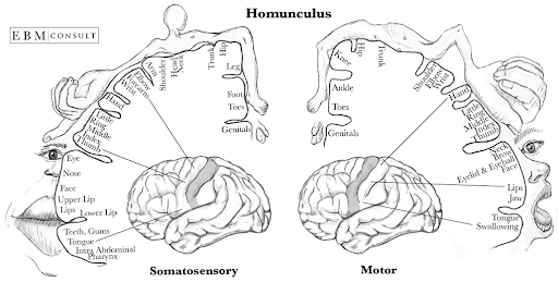 sensory motor homonculus