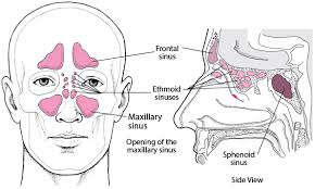 paranasal sinus